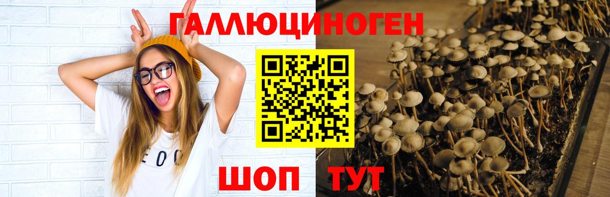 Галлюциногенные грибы Psilocybine cubensis Урус-Мартан
